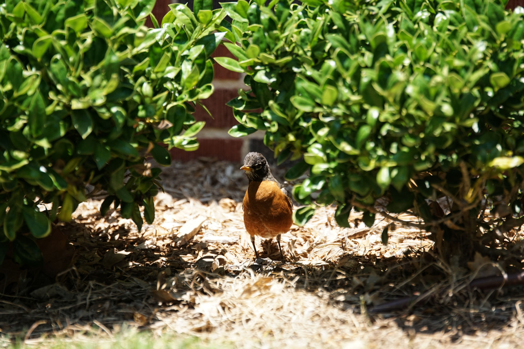 Bird